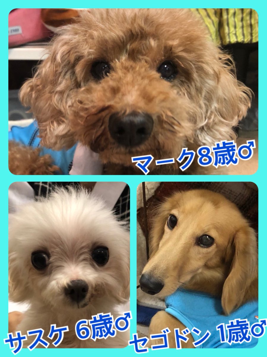 🐾今日の里親様募集中ワンコ🐶メンバーです🐾2019,10,16